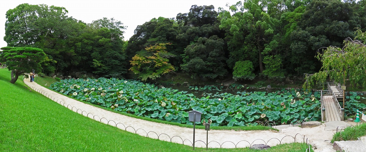 20180906 後楽園今日の園内花葉の池の様子ワイド風景 (1)