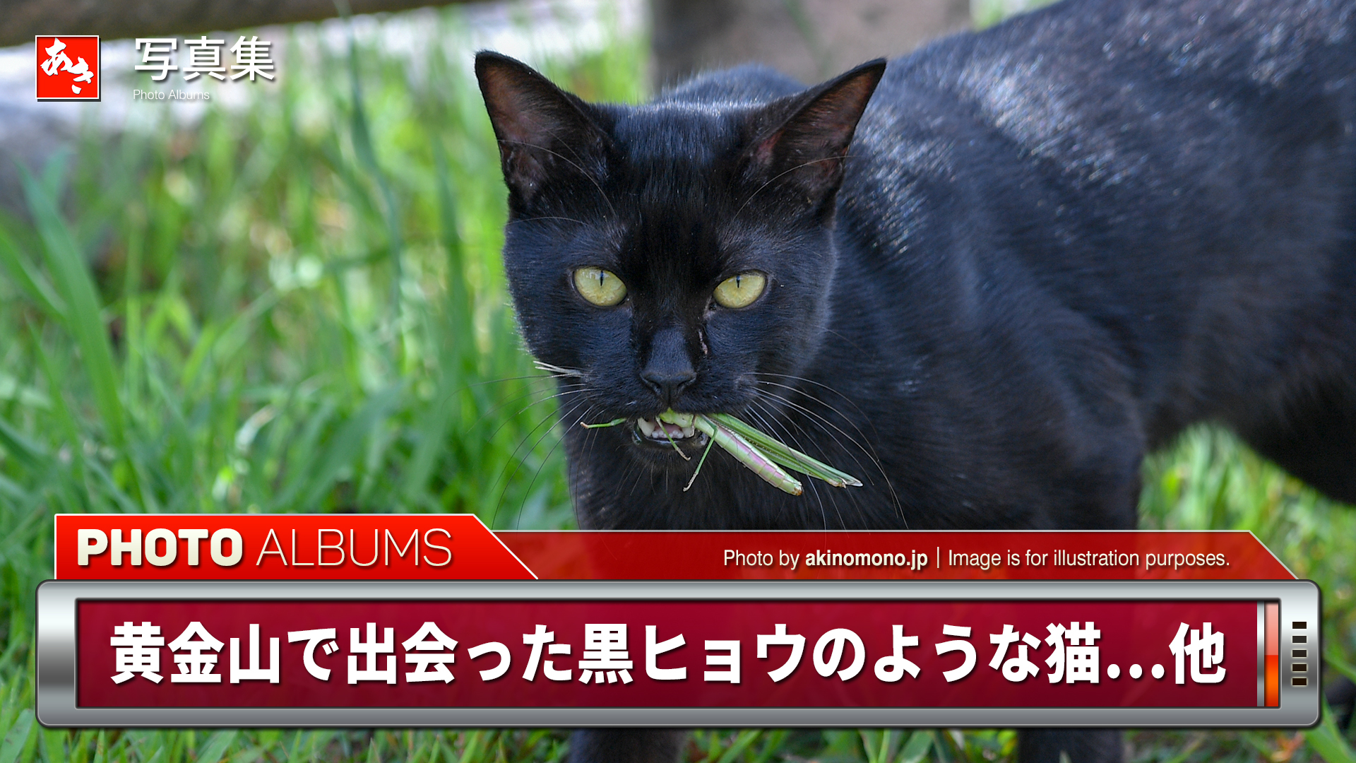 安芸のネコ歩き 黄金山で出会った黒ヒョウのような猫 他 広島市南区 安芸の者がゆく