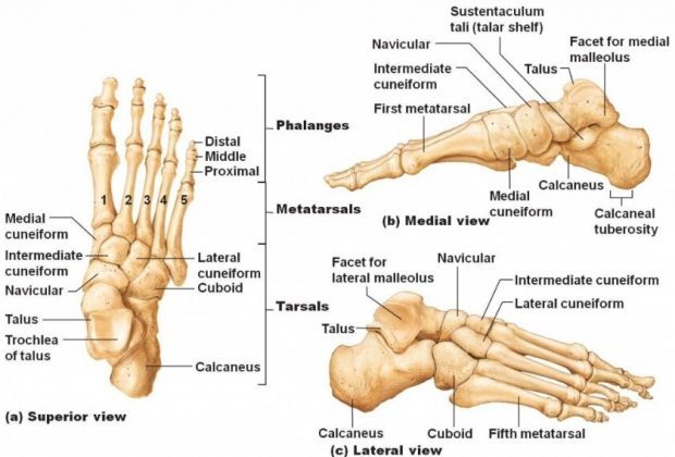 Foot-bone-tarsal-bone-anatomy-1-620x420.jpg