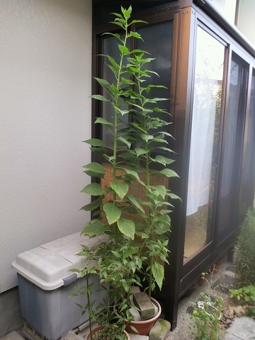台風の準備 背の高い鉢植え 猫と園芸