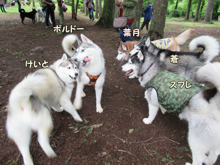 Dog Lovers in KIYOSATO☆2018