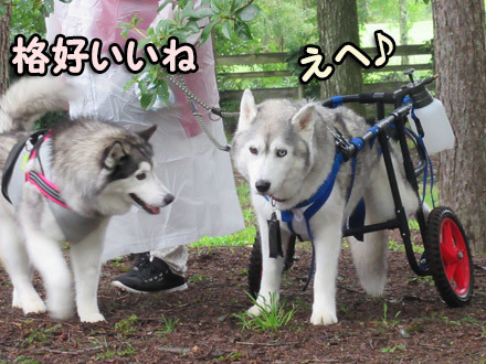 Dog Lovers in KIYOSATO☆2018
