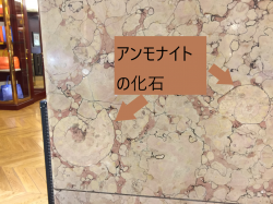 日本橋高島屋　アンモナイトの化石