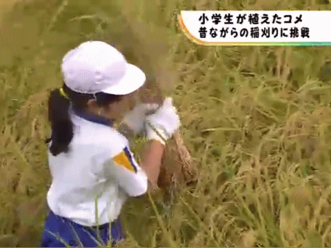 福島の小学生の稲刈り