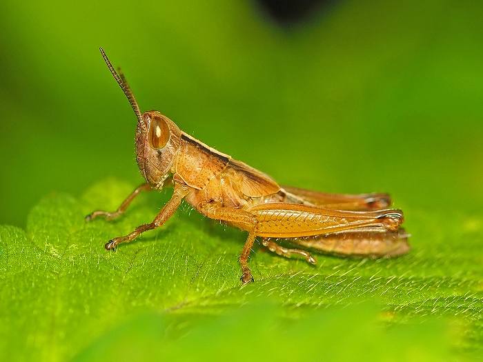 ｋａｚｕ の 昆虫写真 日記 バッタの一種の幼虫 バッタ科