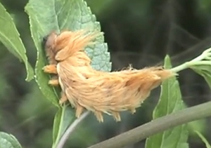 ボリビアバグの幼虫