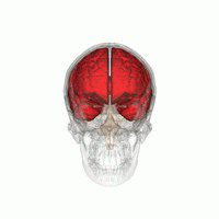 頭蓋内での大脳の位置を様々な角度から眺めた動画。赤色で示す部分が大脳。