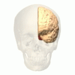 赤色で示す部分が左半球の後頭葉。右半球は内側面を見せるため透明にしてある。