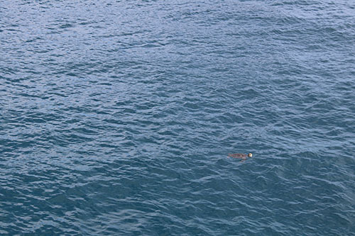 神港ウミガメ