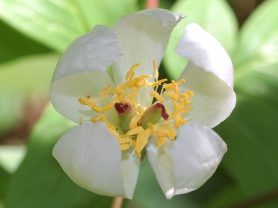 シロバナノケナシベニバナヤマシャクヤクの花