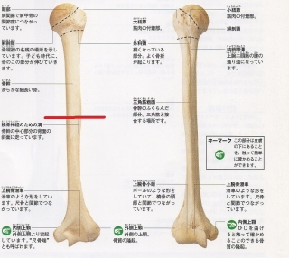 骨幹3