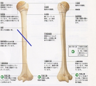 骨幹4
