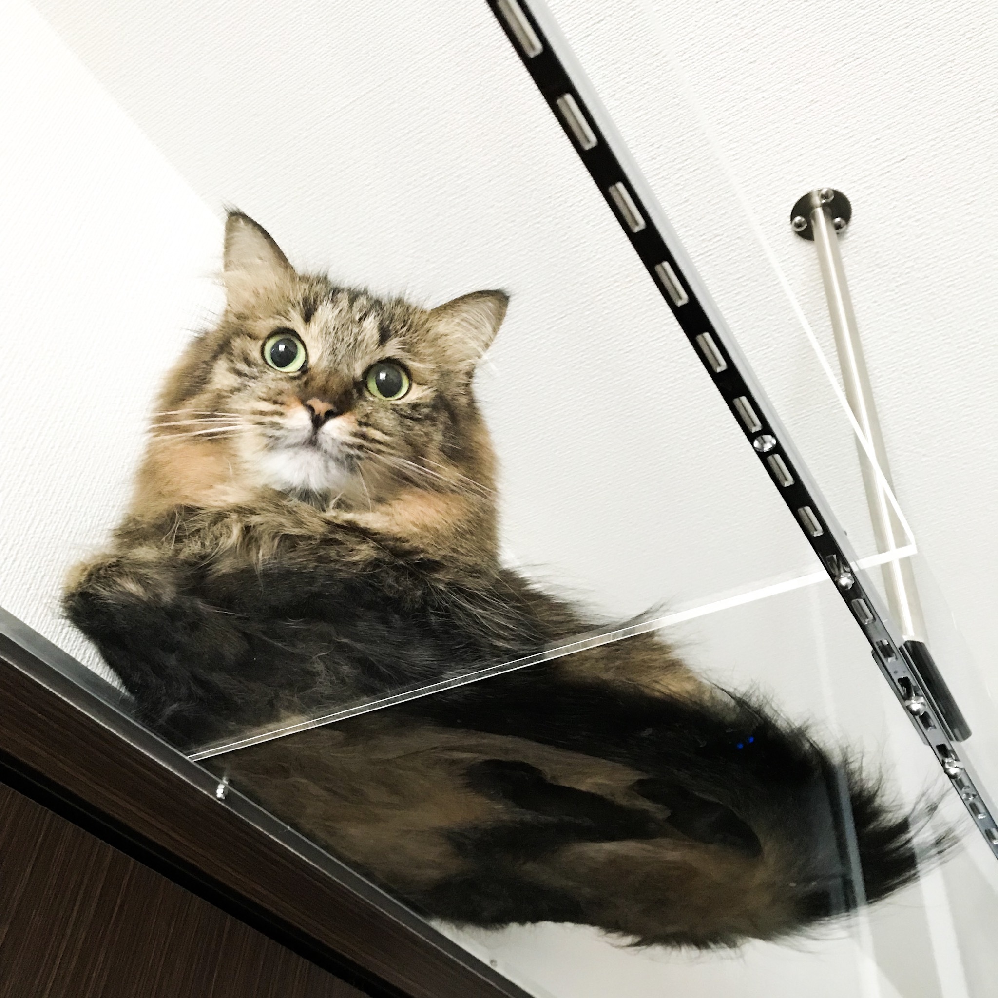 透明キャットウォークは使われるのか 猫のためのdiy