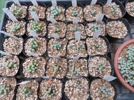 Fenestraria aurantiaca（五十鈴玉：黄花）rohopalohylla （群玉：白花）～2018.08.08