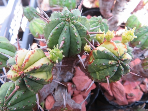 ■ユーフォルビア・紅キリン・斑入り（Euphorbia aggregata f. variegata)2018.08.16