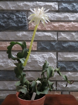 ミニドラゴンフルーツ（Epiphyllum guatemalense f. monstrosa）2018.09.04