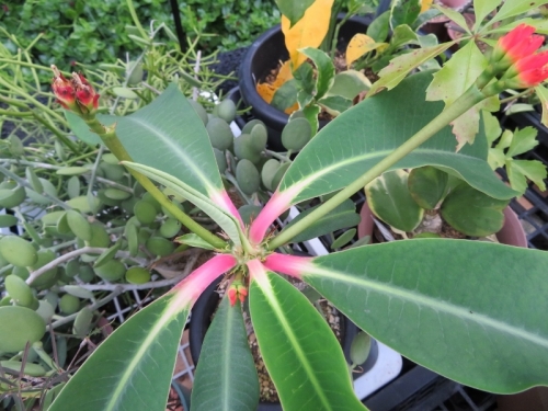 ユーフォルビア・噴火竜・ピグエリー（Euphorbia viguieri)開花の様子2018.06.25
