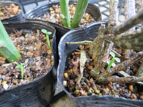 ユーフォルビア・フォスフォレア（Euphorbiaphosphorea）こぼれ種発芽？それともユーフォルビア・プラチクラダ（Euphorbia platyclada）？2018.09.07