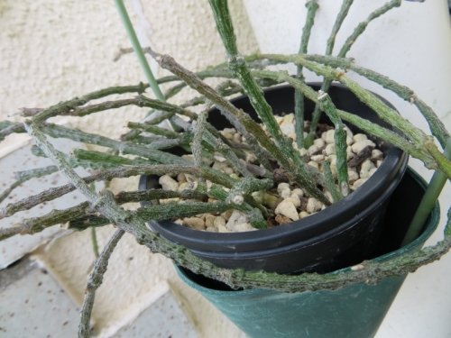 ■シナンクム・マルニエリアヌム(Cynanchum sp aff. marnierianum)マダガスカル原産～2018.09.17