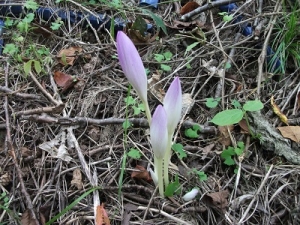 180927紫の花