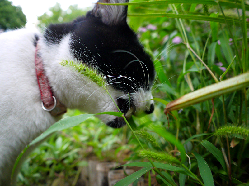 草を食べる白黒猫2