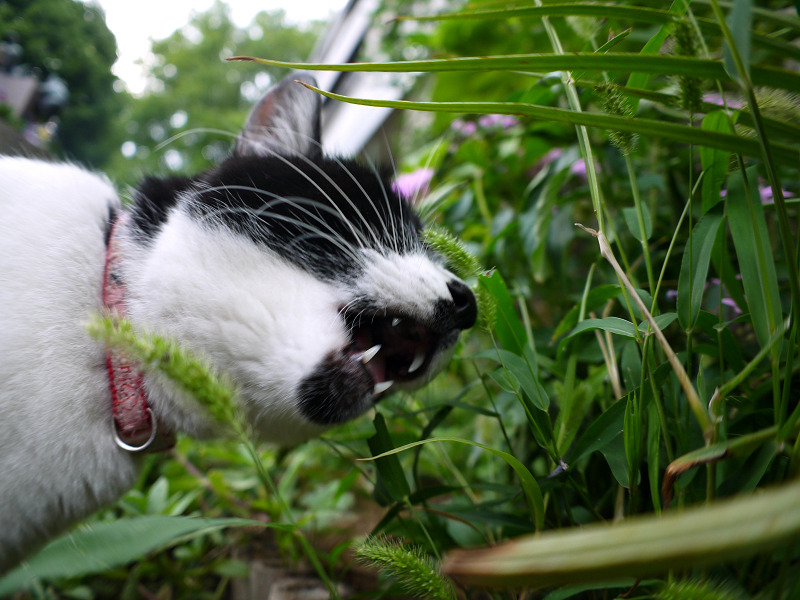 草を食べる白黒猫3
