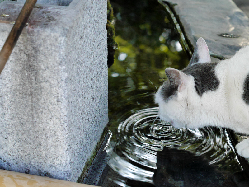 水を飲んでるグレー白猫2