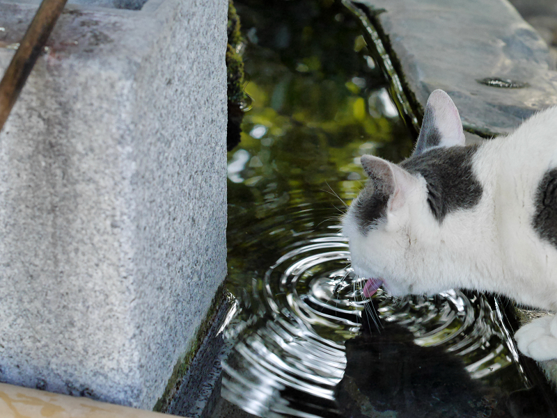 水を飲んでるグレー白猫3