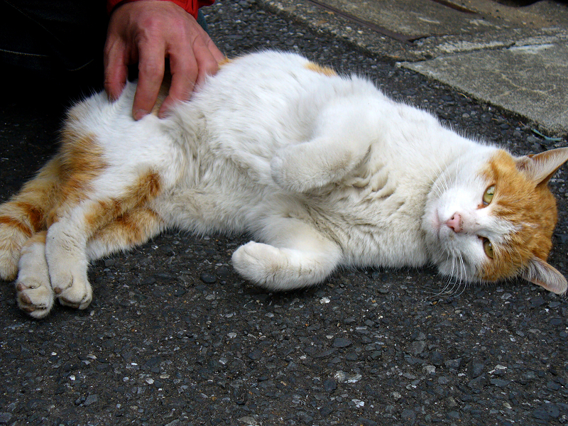 路地で腰を触られる茶白猫1