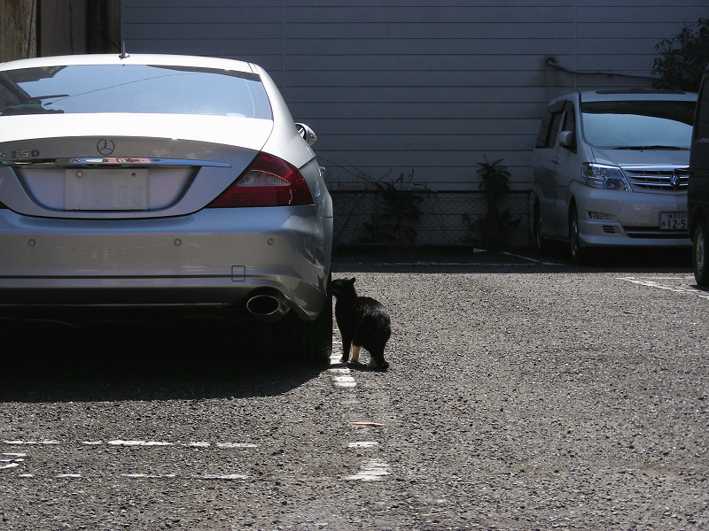 駐車場の黒猫1