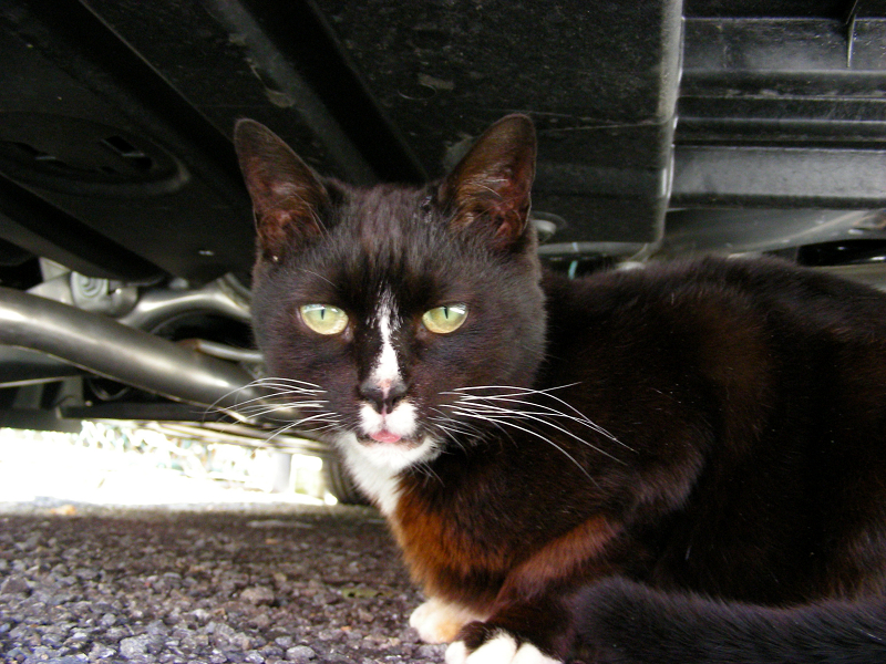 車の下の黒白猫3