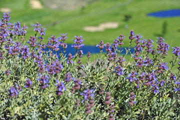 blog 57 Ochoco View Point, Purple Sage, Dorr's Sage (Salvia dorrii)_DSC2690-5.11.16.(2).jpg