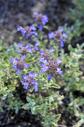 blog 57 Ochoco View Point, Purple Sage, Dorr's Sage (Salvia dorrii)_DSC2686-5.11.16.(2).jpg